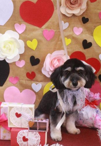 20230201シェリーちゃん